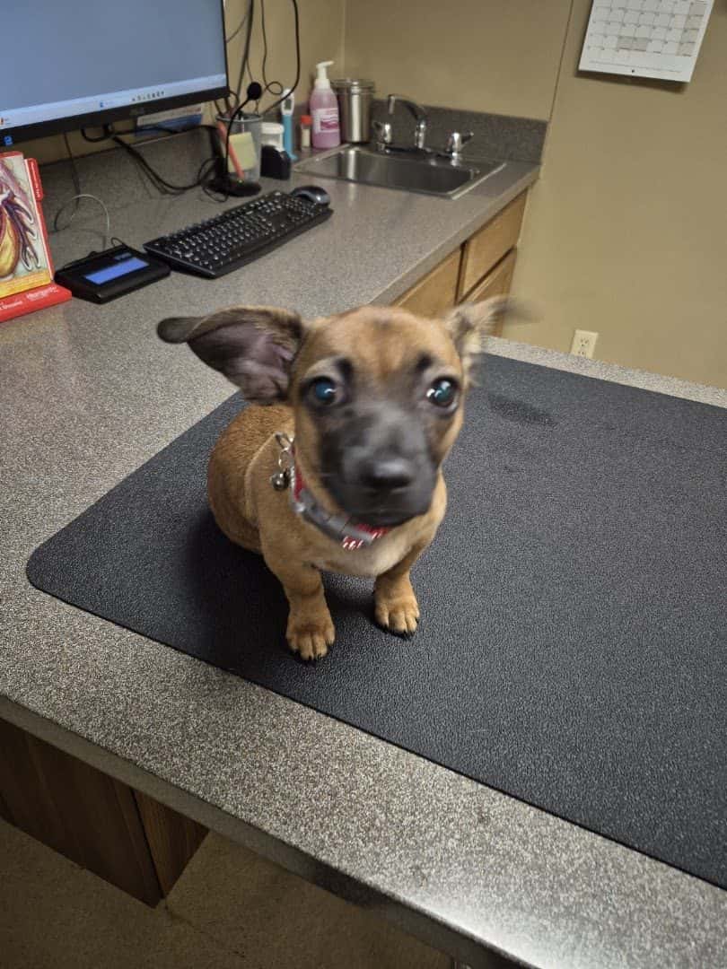 The Ark Animal Clinic — Doctors & Medical photo 2 of 5