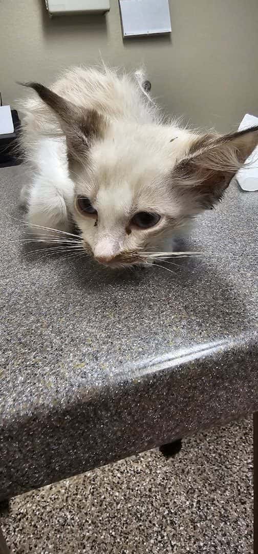 The Ark Animal Clinic — Doctors & Medical photo 3 of 5