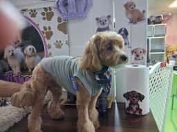 Pet Wishes Spa