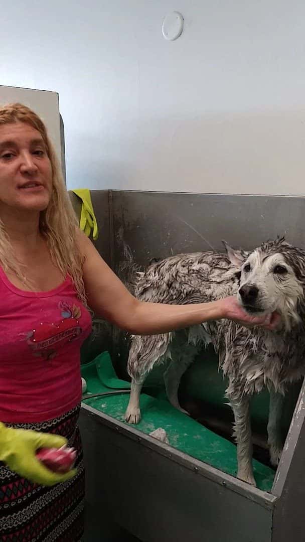 Pet Wishes Spa — Nail Salons & Spas photo 2 of 5