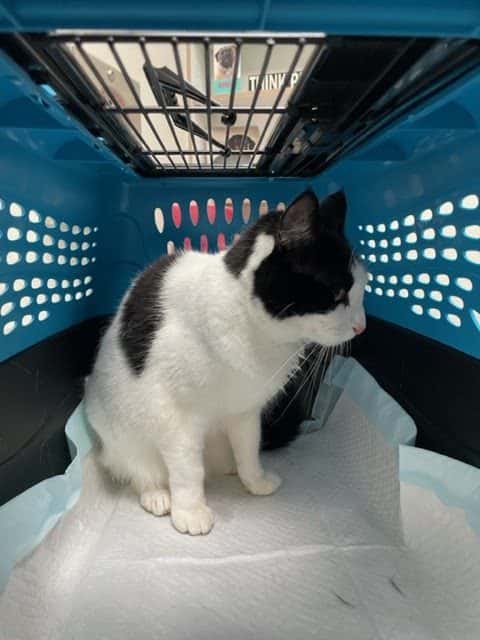 South Shores Animal Hospital — Doctors & Medical photo 3 of 5