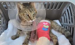 Animal Hospital The Pet Oasis