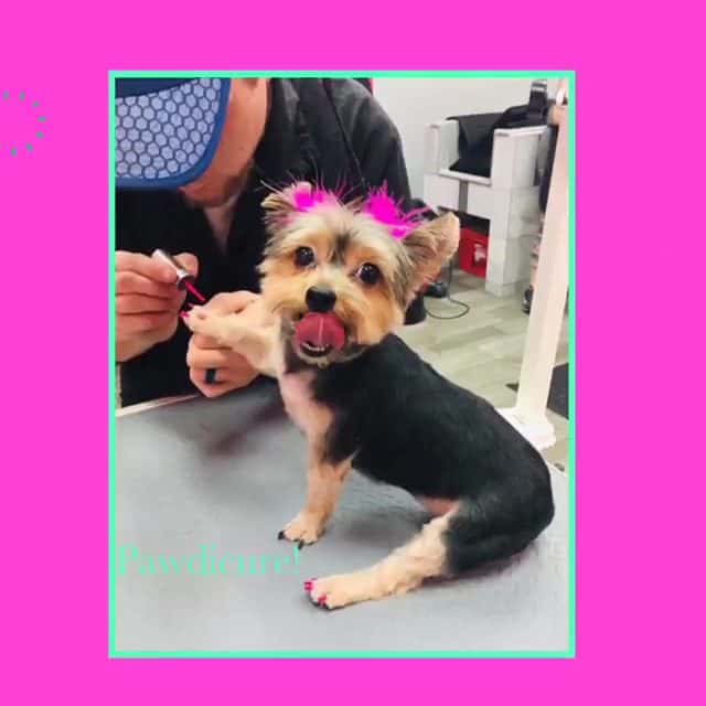 Woof Gang Bakery & Grooming Henderson — Bakeries & Desserts photo 2 of 5