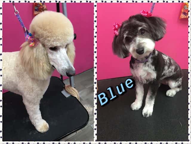 Woof Gang Bakery & Grooming Henderson — Bakeries & Desserts photo 3 of 5