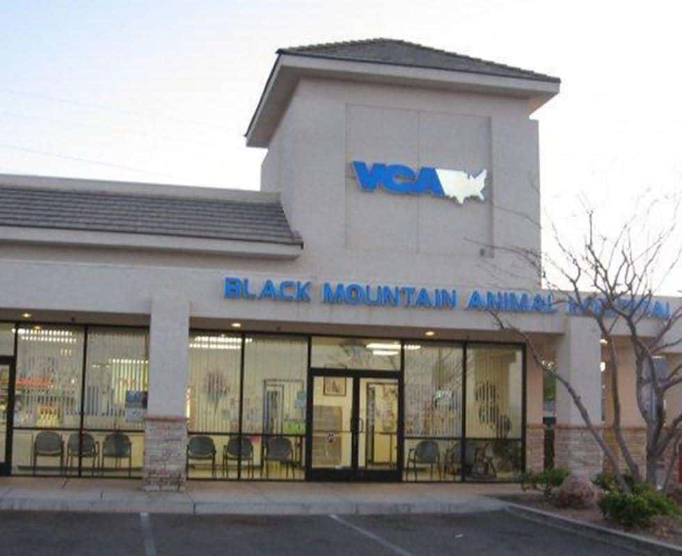 VCA Black Mountain Animal Hospital — Doctors & Medical photo 1 of 5