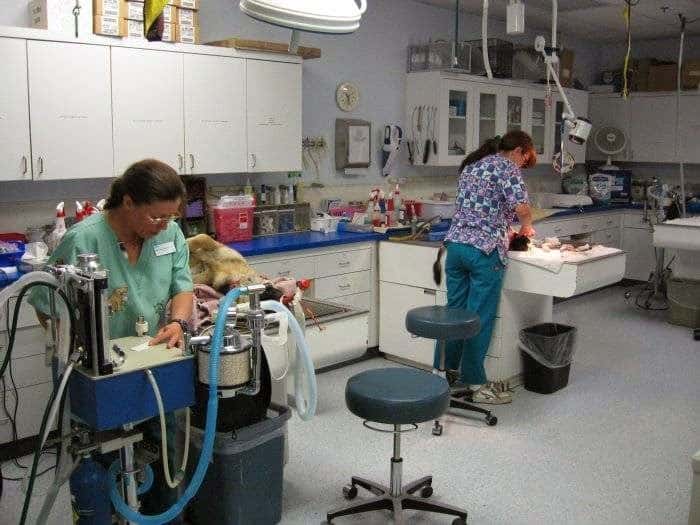 VCA Black Mountain Animal Hospital — Doctors & Medical photo 2 of 5