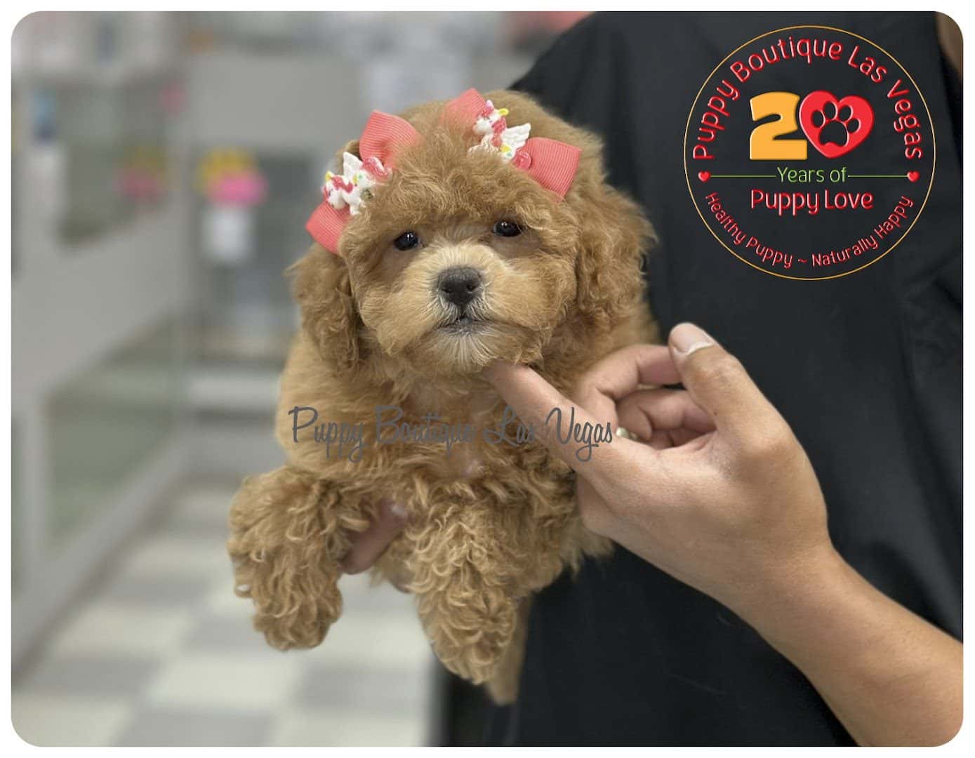 Puppy Boutique Las Vegas — Retail & Boutiques photo 3 of 5
