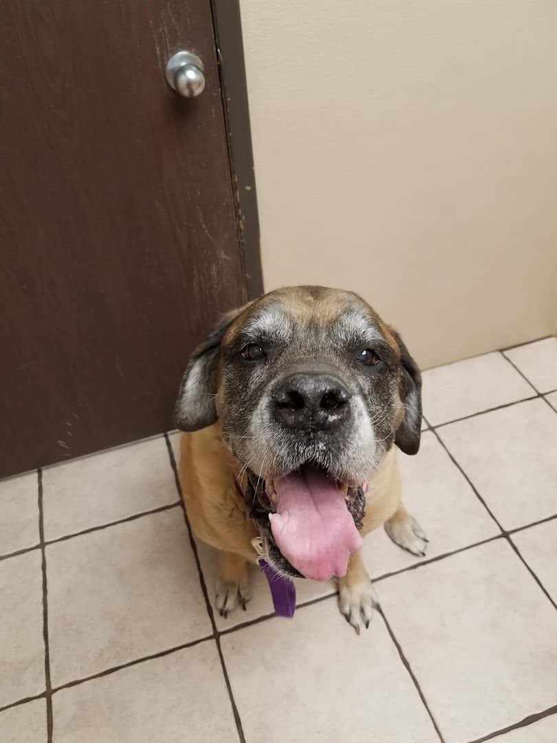 Cheyenne Tonopah Animal Hospital — Doctors & Medical photo 2 of 5