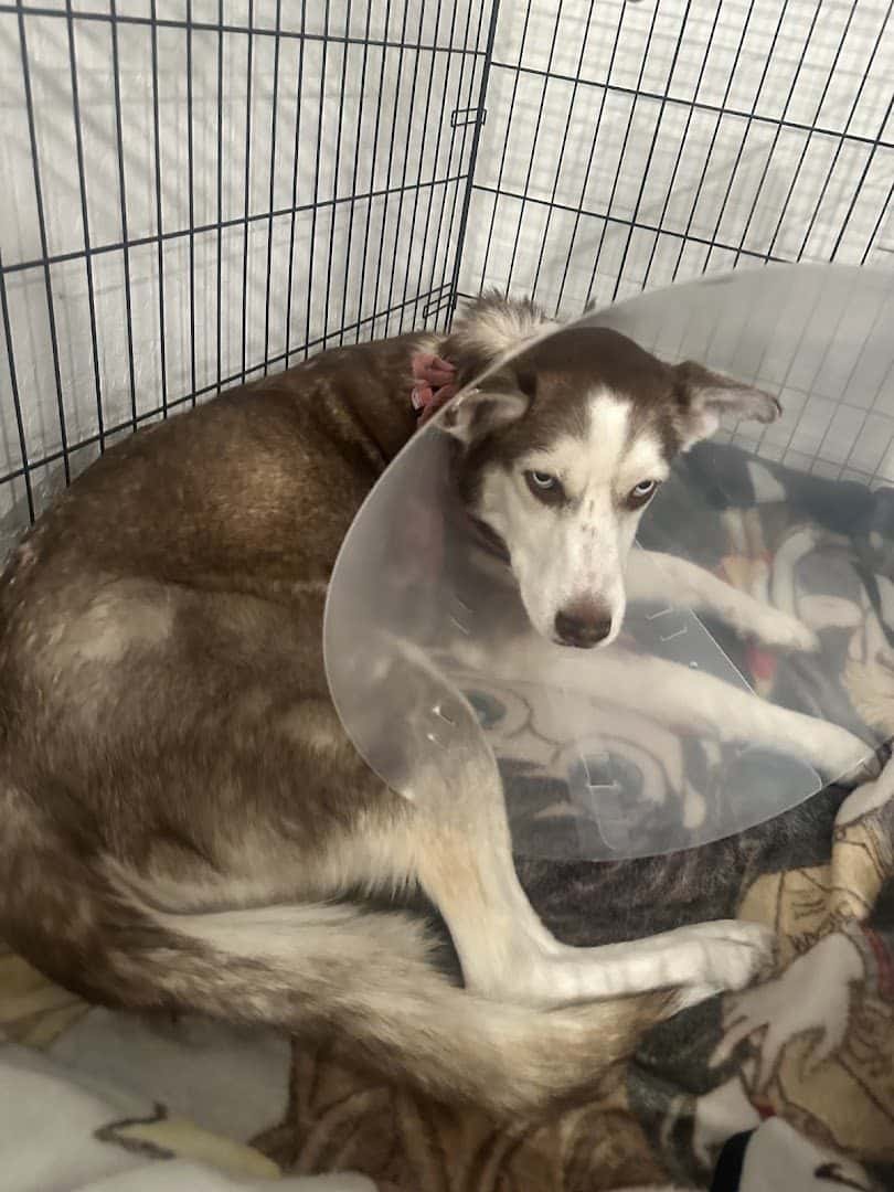 Happy Paws Pet Hospital - Vet Clinic Las Vegas — Doctors & Medical photo 3 of 5
