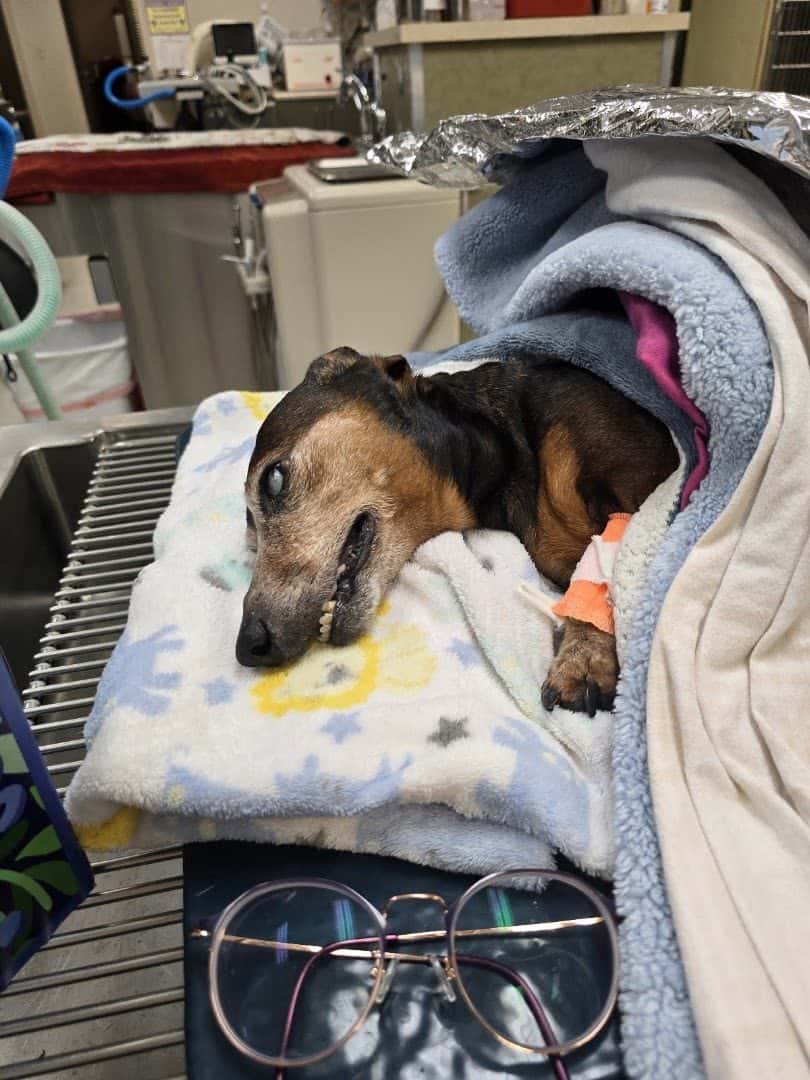 Ann Road Animal Hospital — Doctors & Medical photo 2 of 5