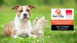 Sun City Animal Hospital