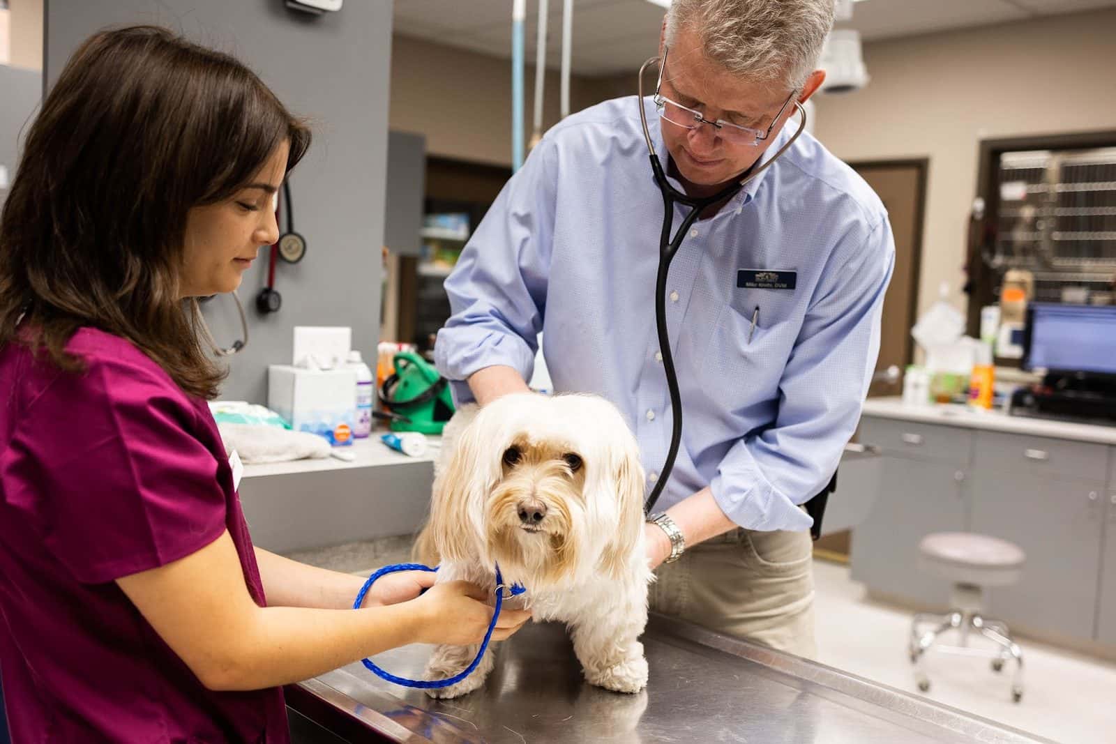 Sun City Animal Hospital — Doctors & Medical photo 2 of 5