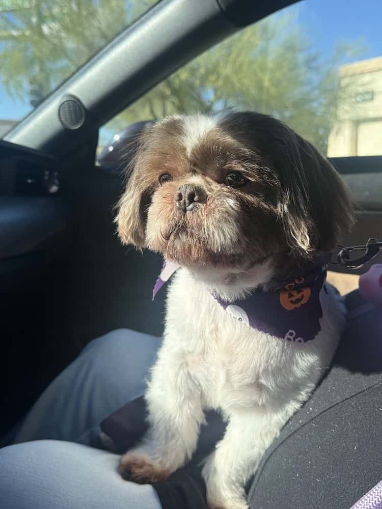 Tails A Waggin Dog Salon