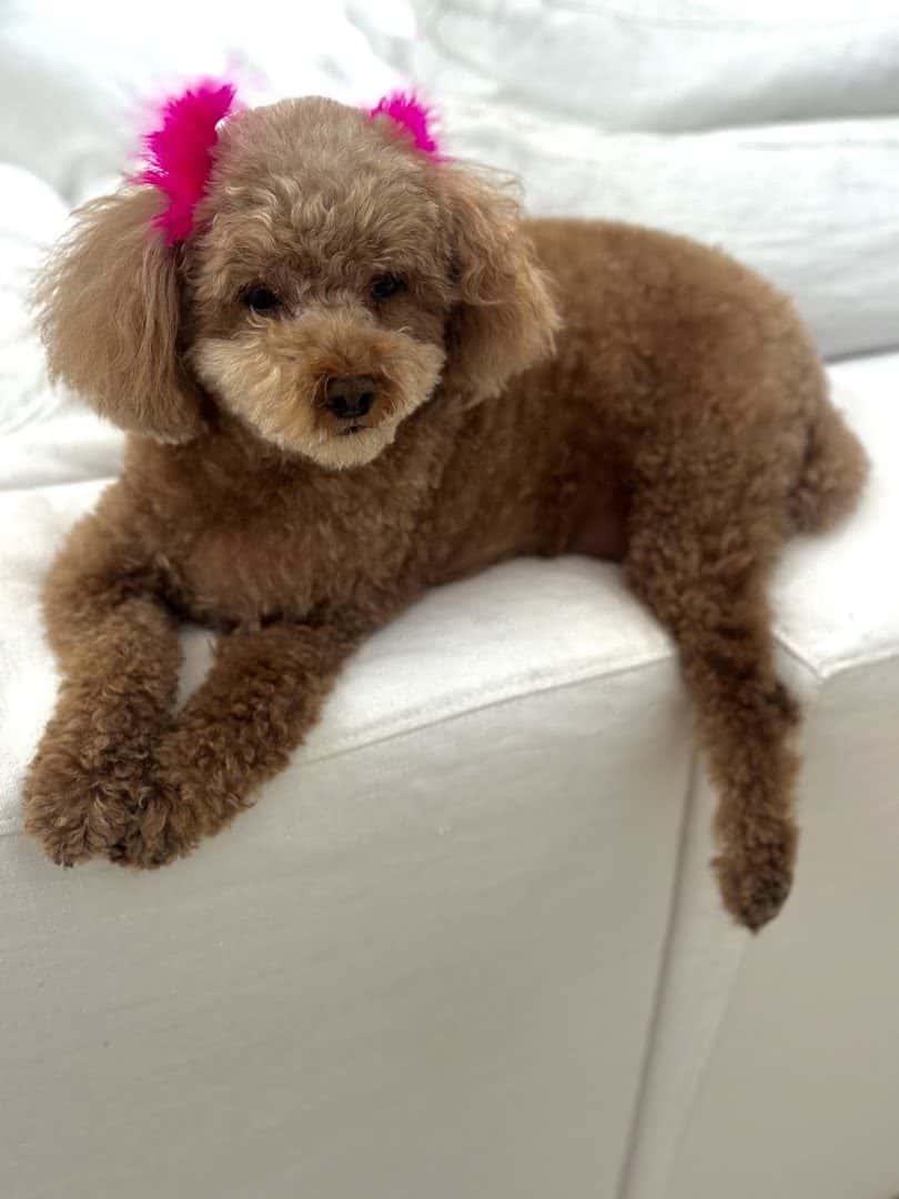 Tails A Waggin Dog Salon — Pet Services photo 2 of 5