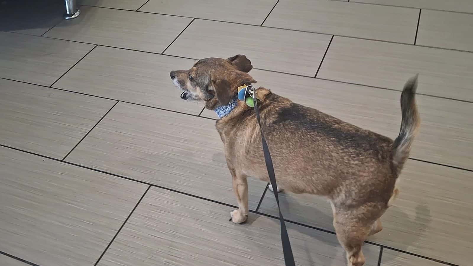 Seven Hills Pet Hospital — Doctors & Medical photo 2 of 5