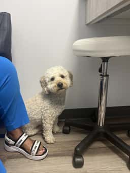 Highlands Animal Care