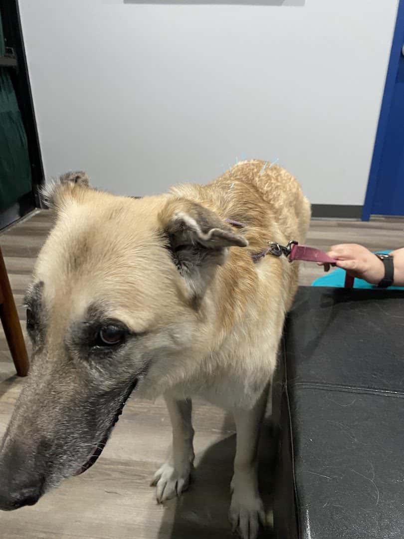 Highlands Animal Care — Doctors & Medical photo 3 of 5