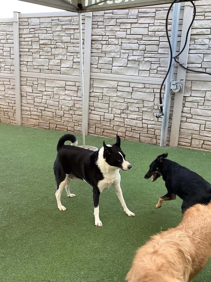 Henderson Pet Resort — Pet Services photo 3 of 5