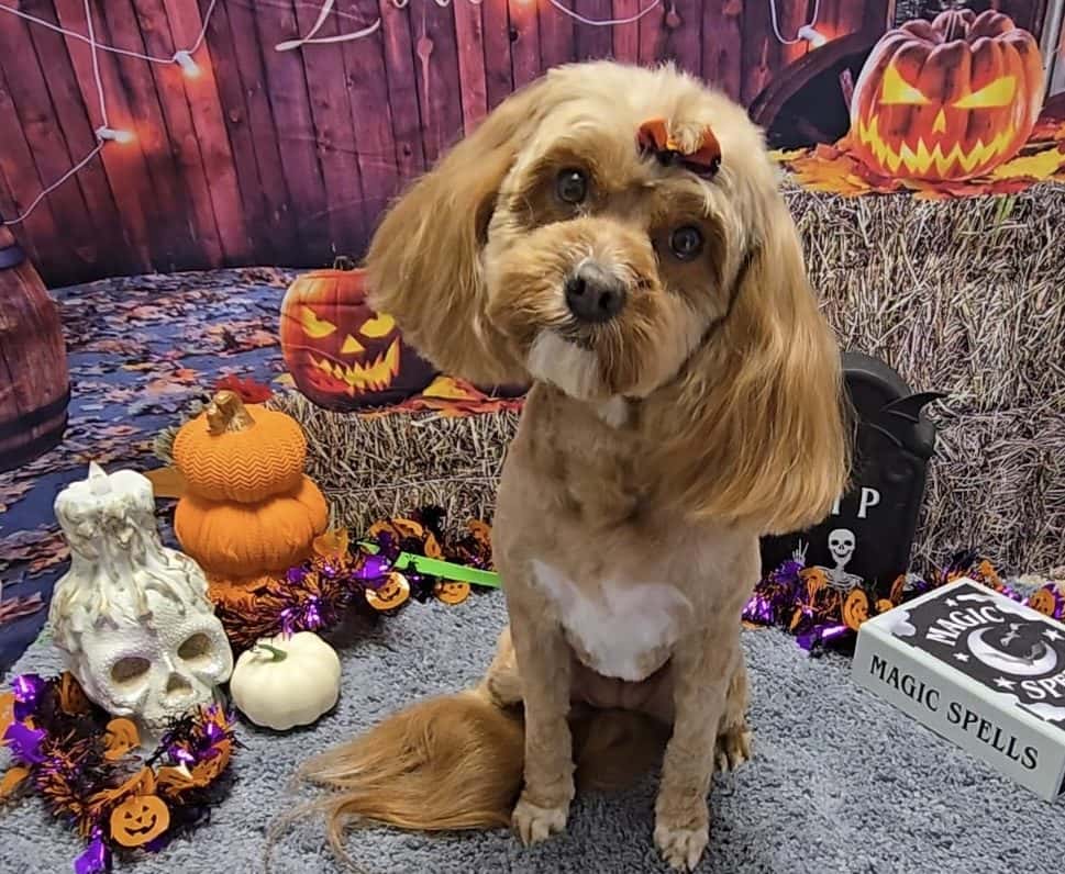 Pretty Paws Pet Grooming — Pet Services photo 2 of 5