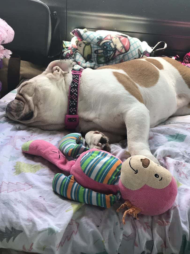 PetsHotel Henderson — Pet Services photo 2 of 3