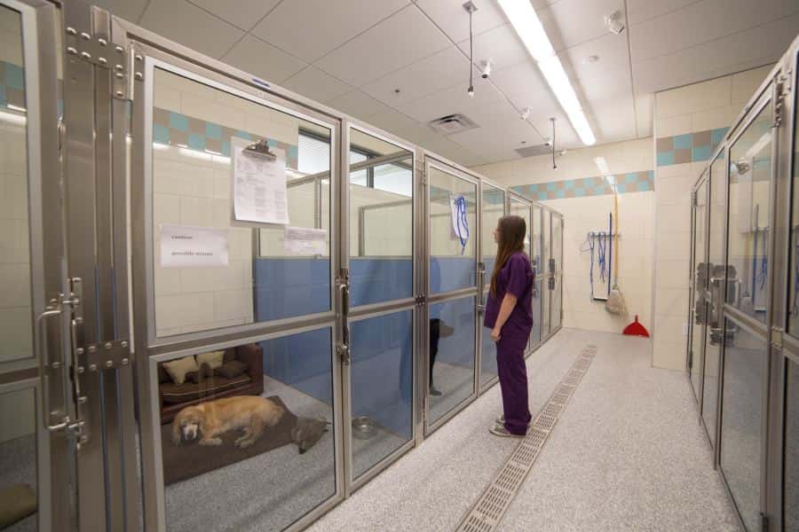 Inspirada Animal Hospital — Doctors & Medical photo 2 of 5