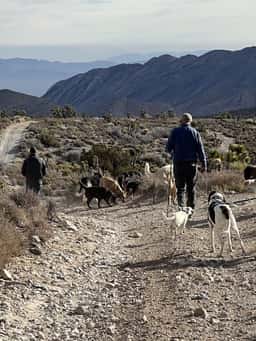 Vegas K9 Adventures