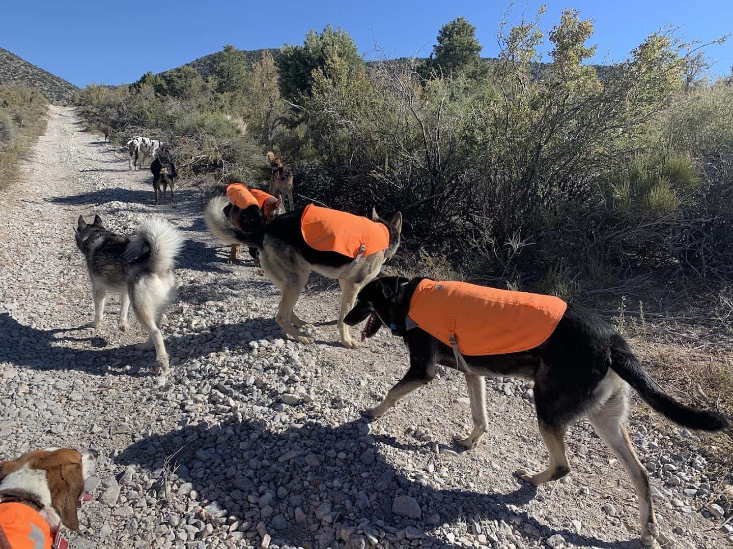 Vegas K9 Adventures — Childcare & Schools photo 2 of 5