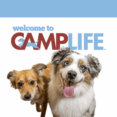 Camp Bow Wow Centennial, NV — Childcare & Schools photo 1 of 5