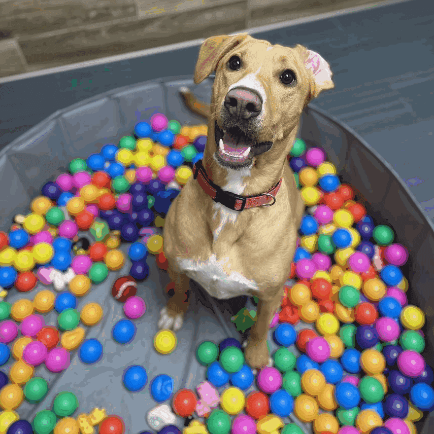 Camp Bow Wow Centennial, NV — Childcare & Schools photo 2 of 5