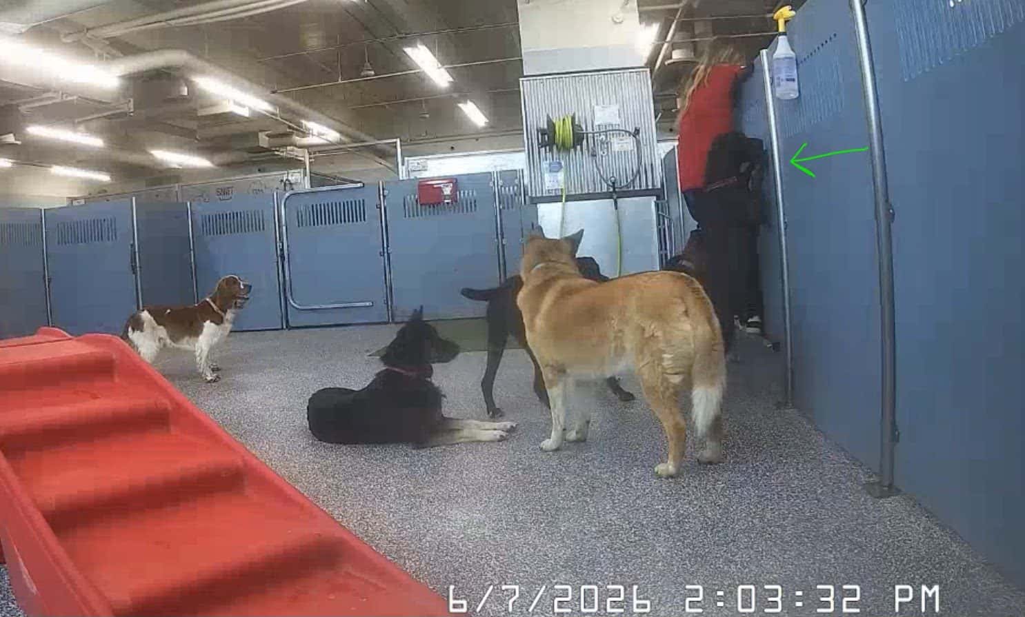 Camp Bow Wow Centennial, NV — Childcare & Schools photo 3 of 5