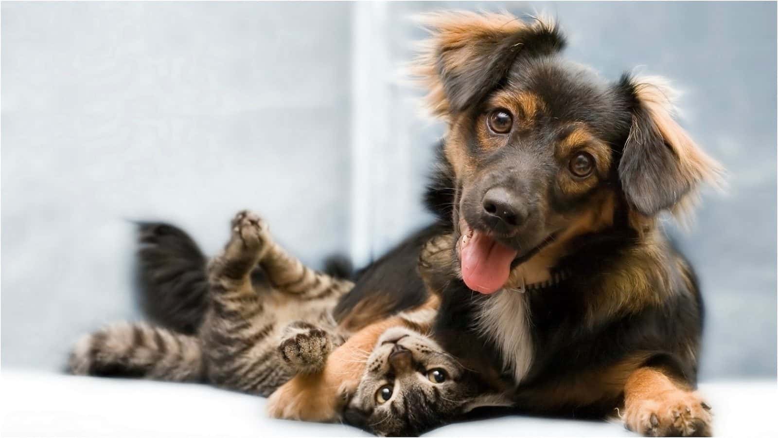 PAWlish Pet Salon & Mobile Grooming — Pet Services photo 1 of 5
