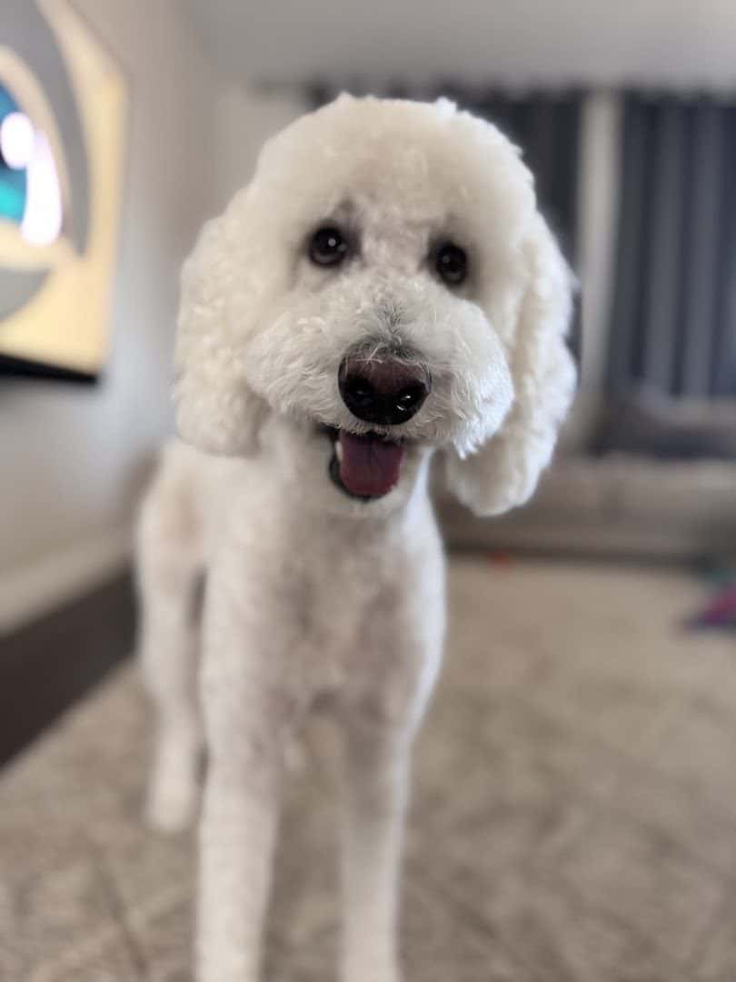 PAWlish Pet Salon & Mobile Grooming — Pet Services photo 2 of 5
