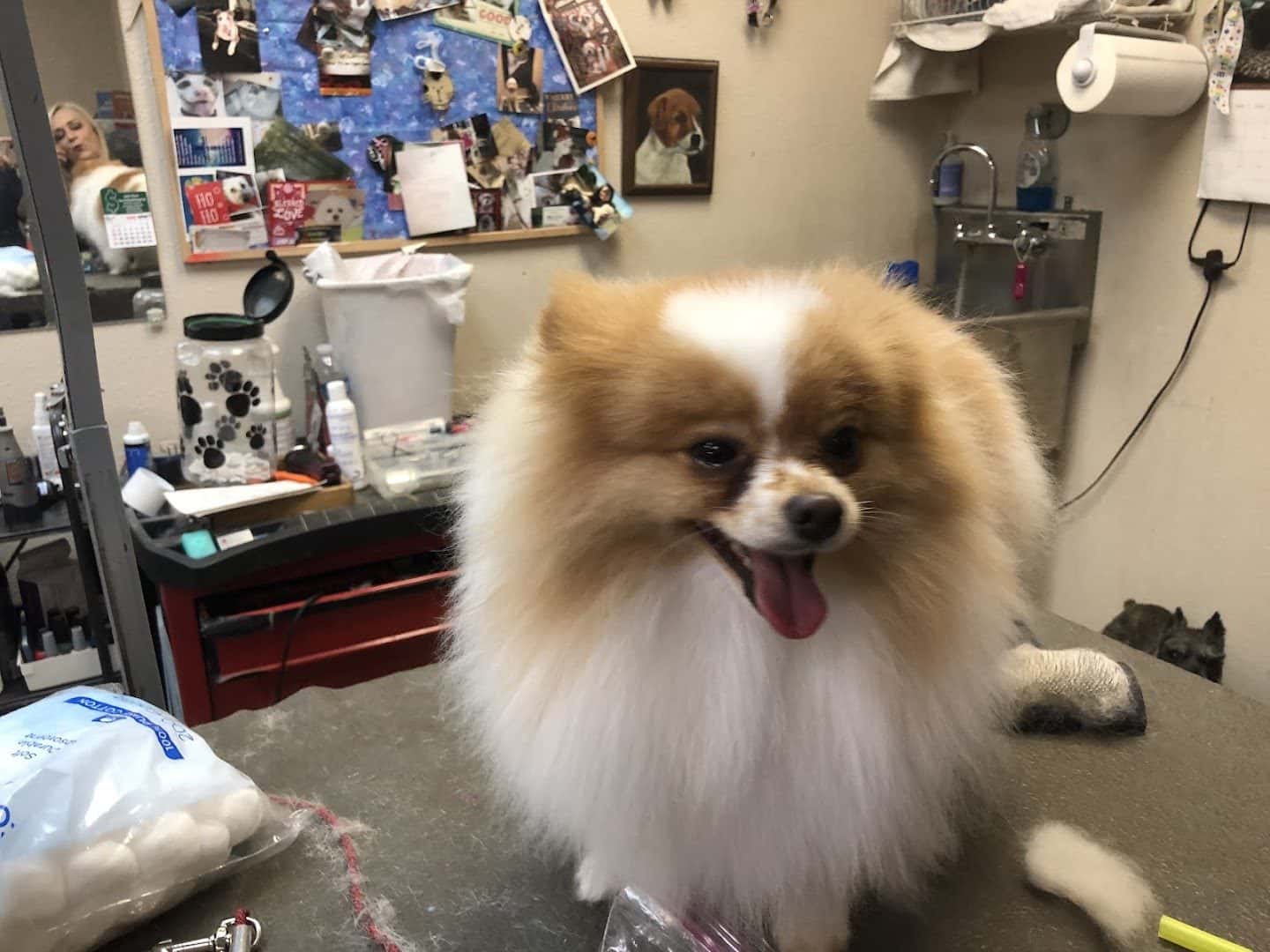 PAWlish Pet Salon & Mobile Grooming — Pet Services photo 3 of 5