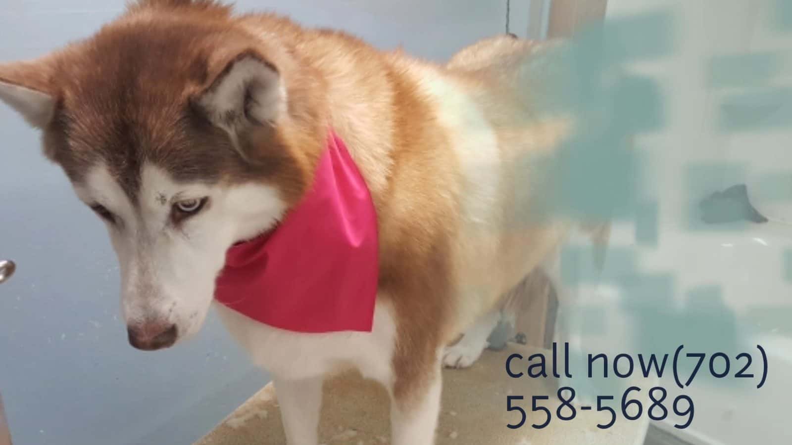 Just Like Home Doggie Hotel and Grooming — Childcare & Schools photo 2 of 5