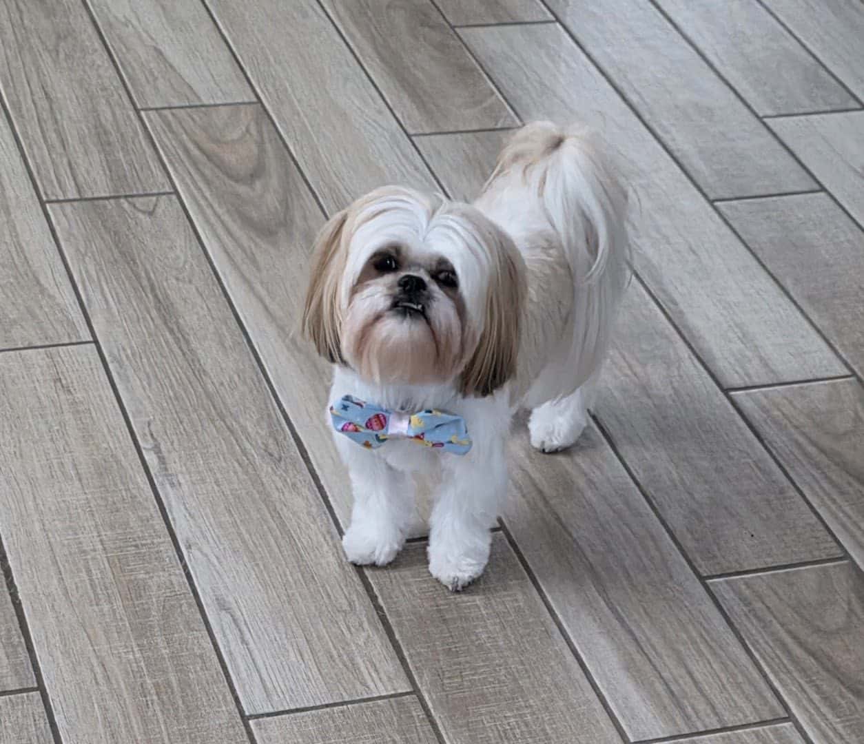Leashes Pet Salon — Pet Services photo 1 of 5