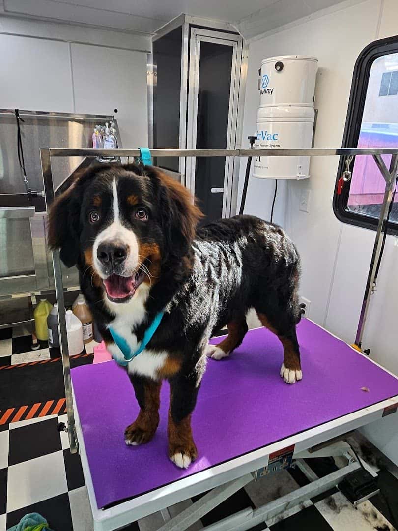 Golden Doo's Pet Spa — Nail Salons & Spas photo 2 of 5