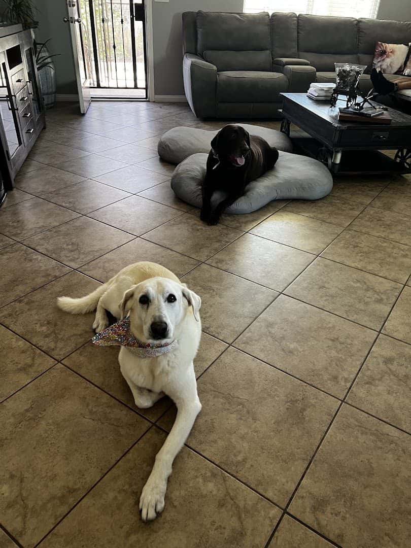 Golden Doo's Pet Spa — Nail Salons & Spas photo 3 of 5