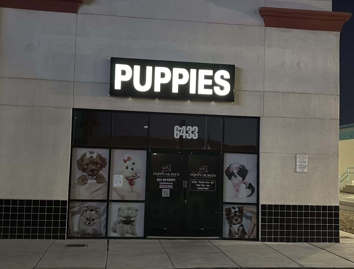 Puppy Heaven - Teacup & Toy Puppies for Sale — Retail & Boutiques photo 1 of 5