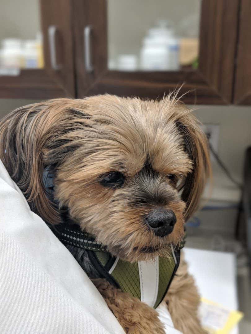 Cadence Animal Hospital — Doctors & Medical photo 3 of 5
