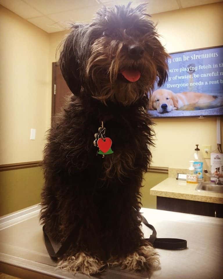 Green Valley Animal Hospital — Doctors & Medical photo 2 of 5