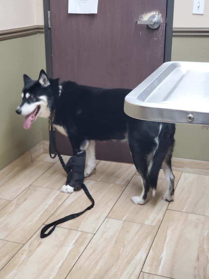 Green Valley Animal Hospital — Doctors & Medical photo 3 of 5