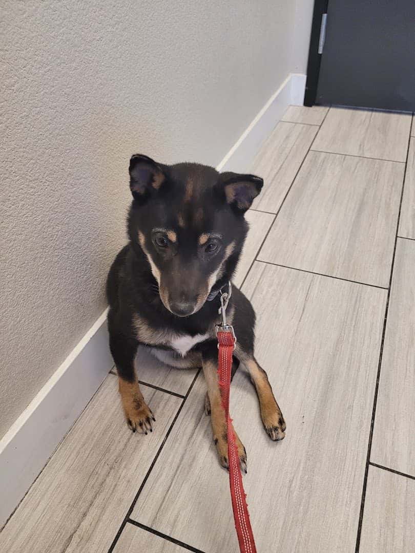 Canyon Pet Hospital — Doctors & Medical photo 3 of 5