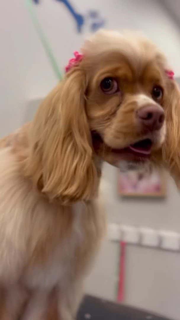 Barks and Bubbles Salon & Mobile Pet Grooming — Pet Services photo 2 of 5