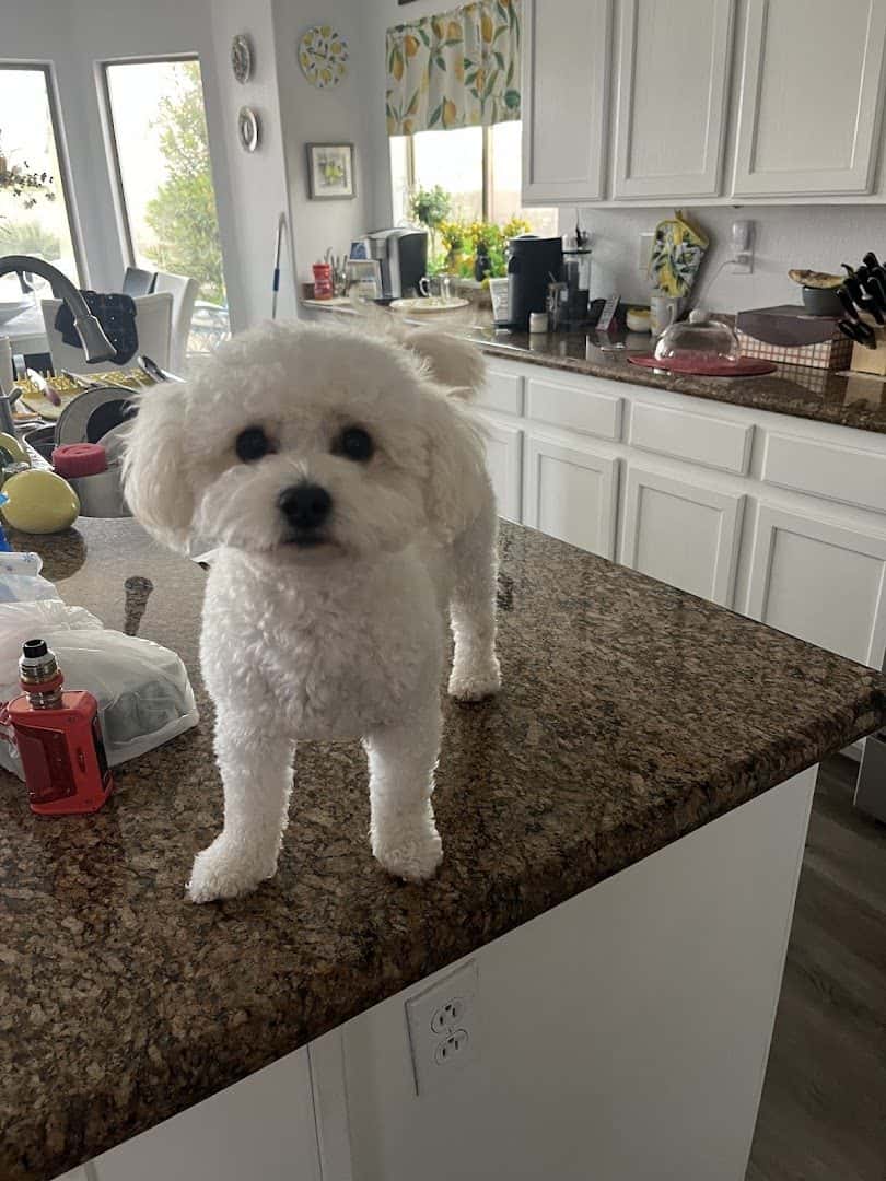 Barks and Bubbles Salon & Mobile Pet Grooming — Pet Services photo 3 of 5