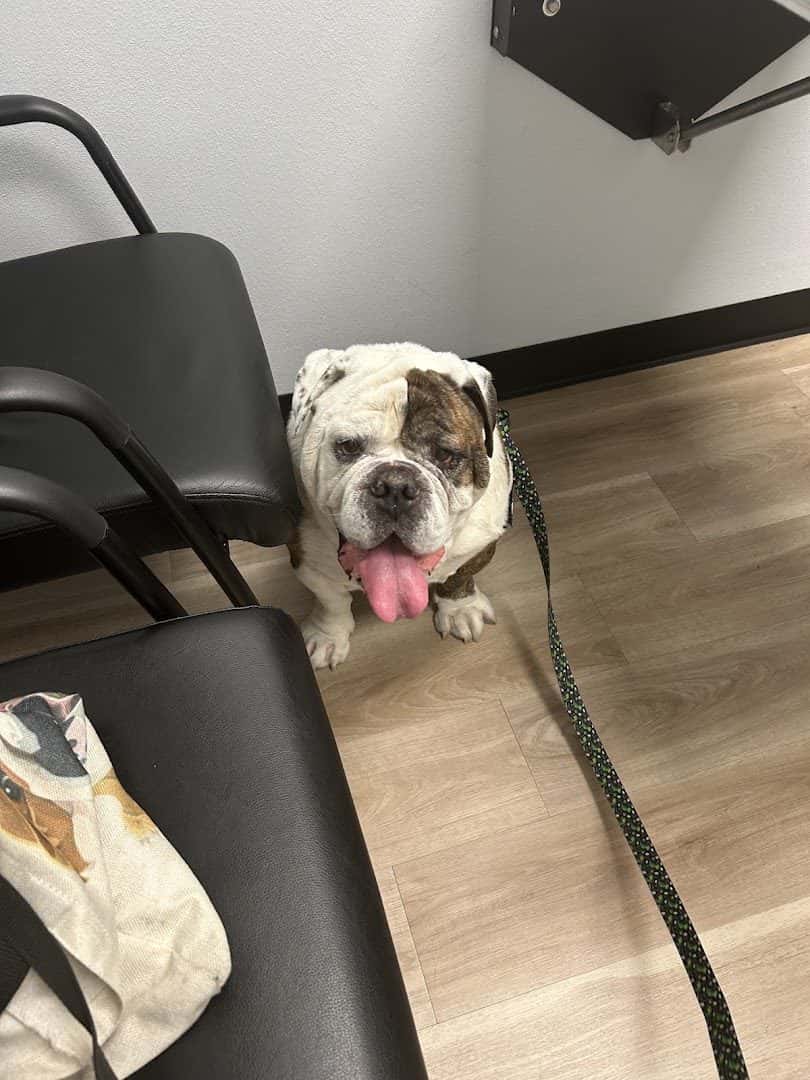 Animal Cardiology Specialists of Nevada — Doctors & Medical photo 2 of 5