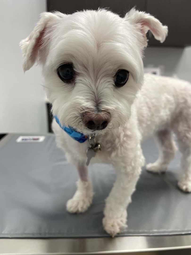 Animal Cardiology Specialists of Nevada — Doctors & Medical photo 3 of 5