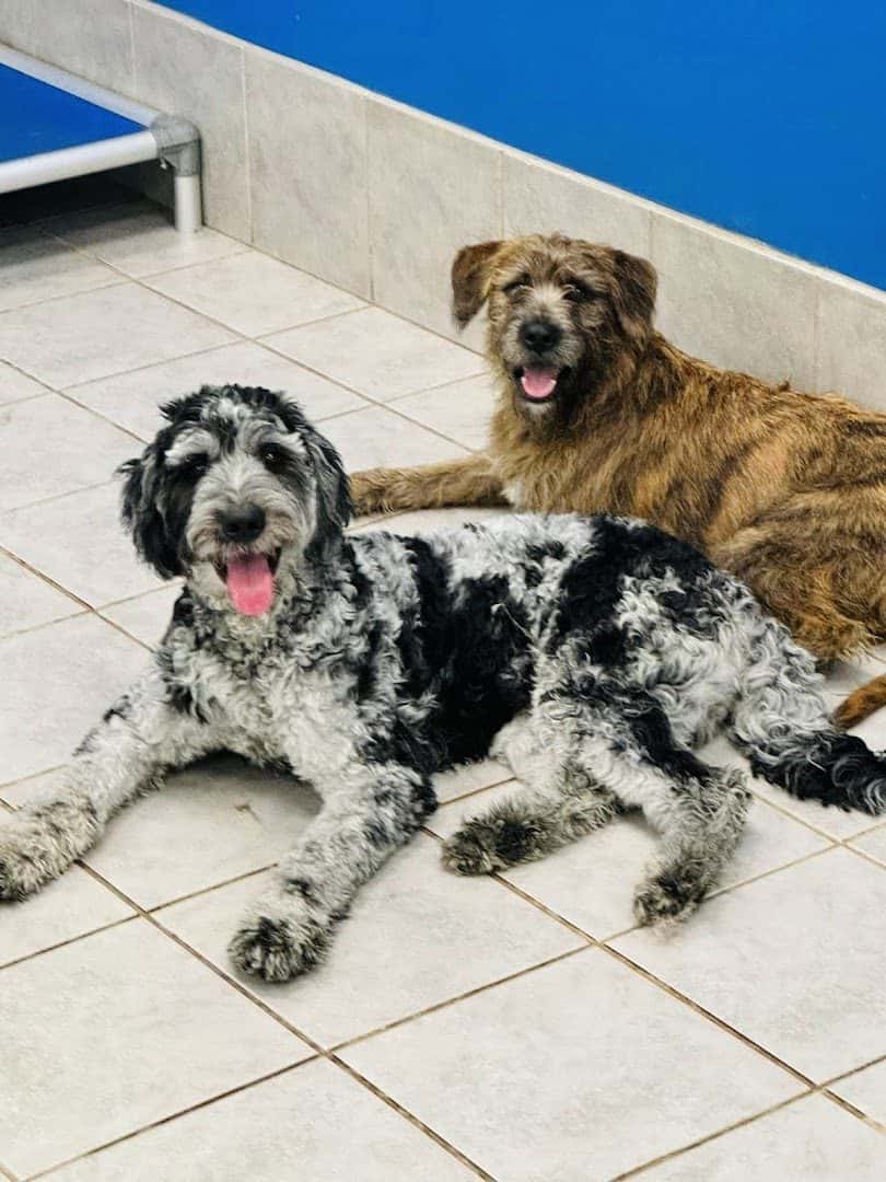 Hounds Town Centennial — Auto Services photo 1 of 5