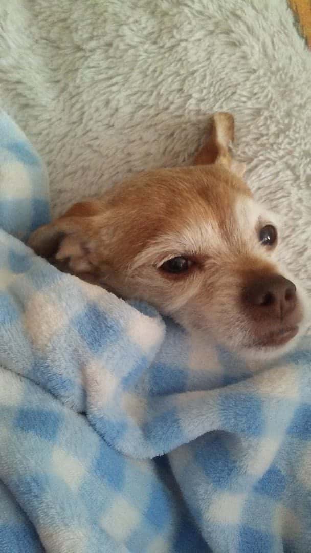 Mon Cheri Dog Grooming — Pet Services photo 2 of 4