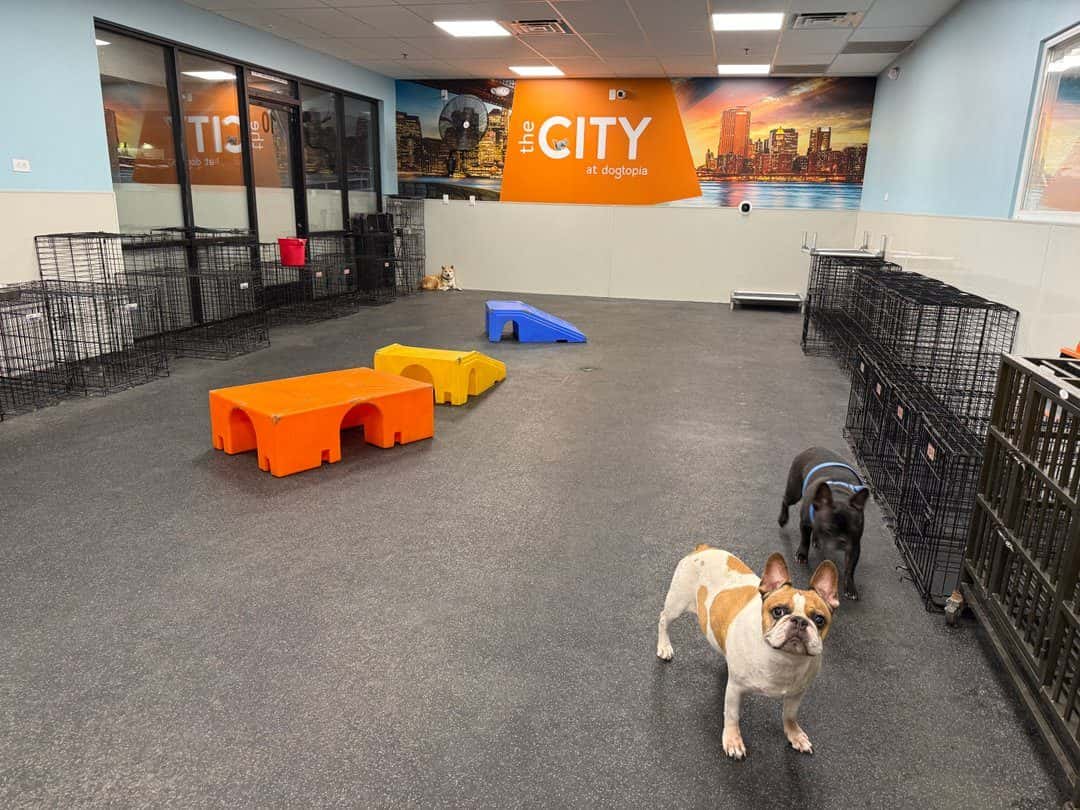 Dogtopia of Sun City - Las Vegas — Childcare & Schools photo 3 of 5