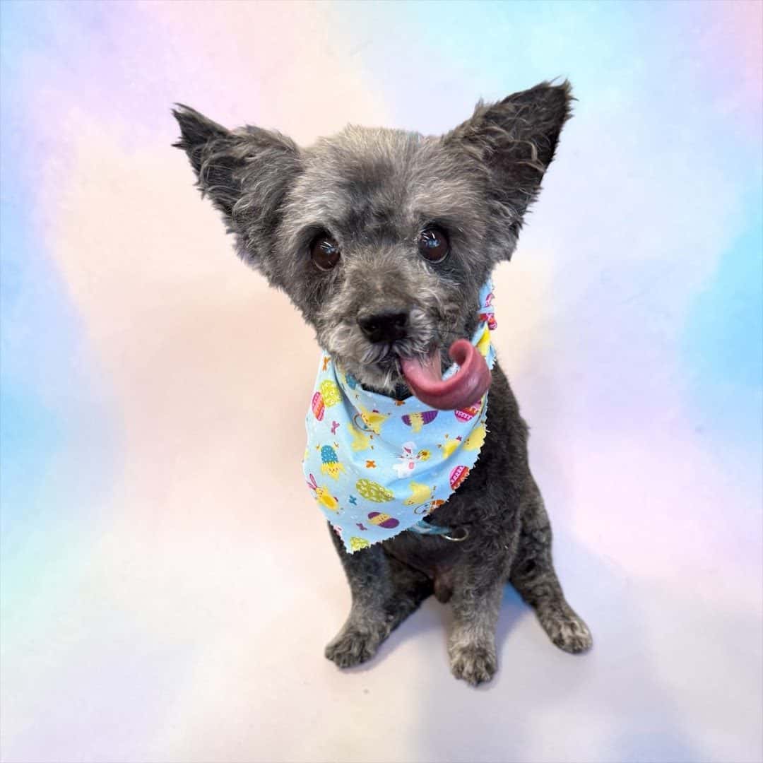 Pup in the tub — Pet Services photo 1 of 5